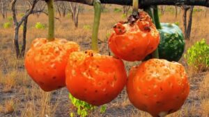 A fruta exótica que tem gosto de chiclete e pouca gente provou