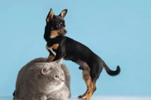 Carvão ativado pode salvar a vida de pets após intoxicação