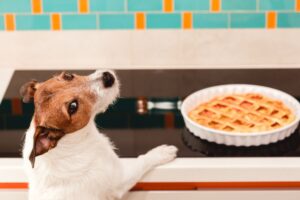 Evite-os: saiba quais alimentos podem causar alergias graves nos pets