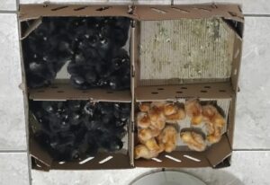 Emater e Prefeitura incentivam a criação de aves em Córrego Fundo